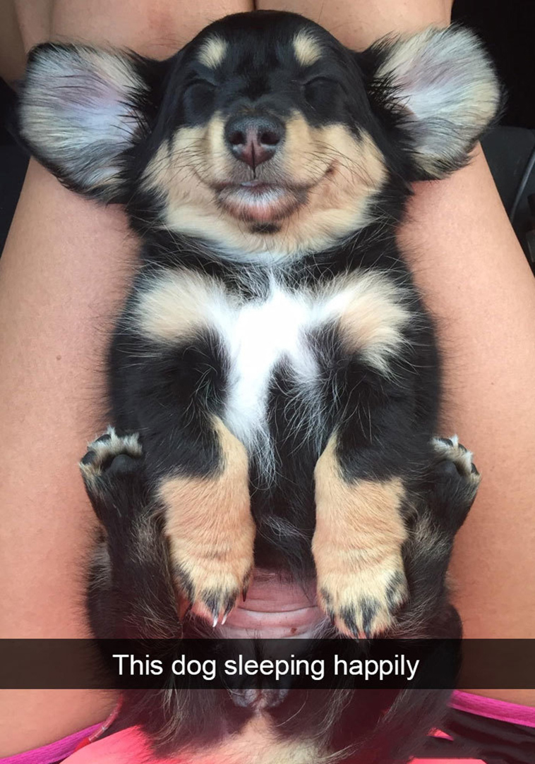 funny-dogs-snapchat-pics