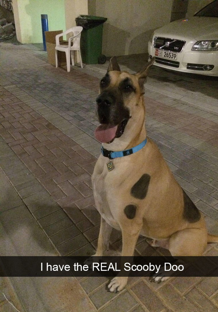 funny-dogs-snapchat-pics