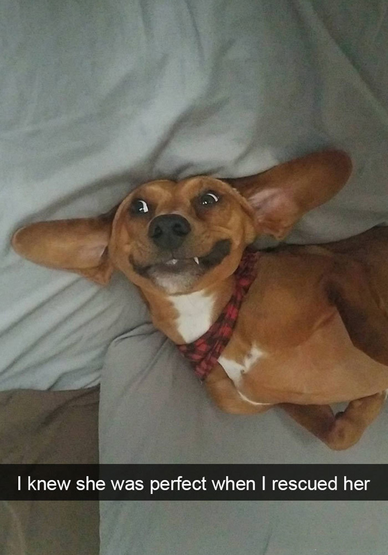 funny-dogs-snapchat-pics
