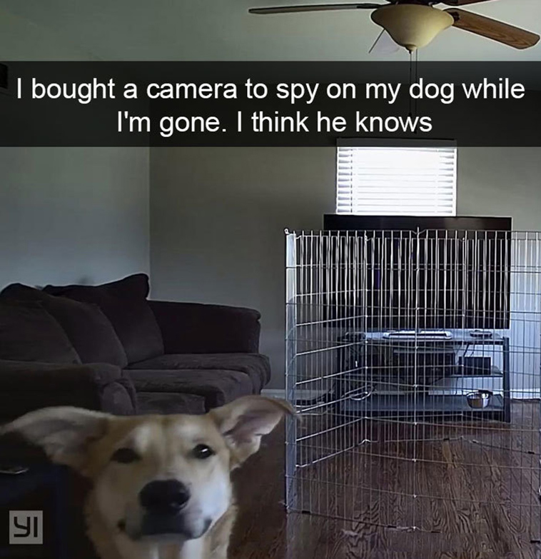 funny-dogs-snapchat-pics