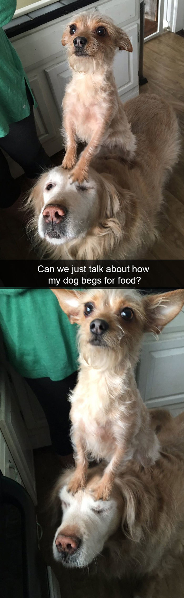 funny-dogs-snapchat-pics