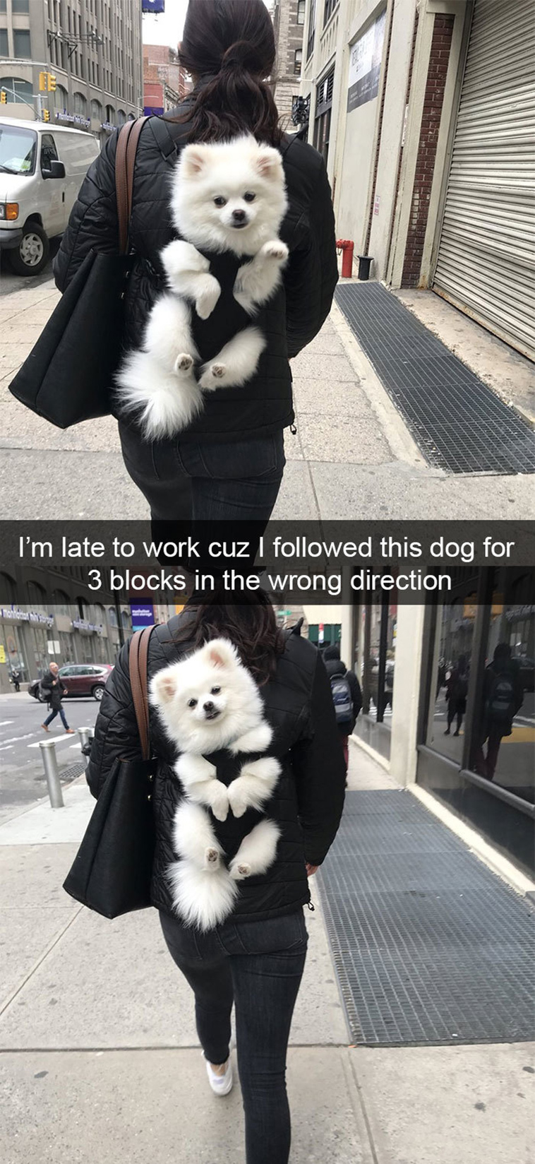 funny-dogs-snapchat-pics