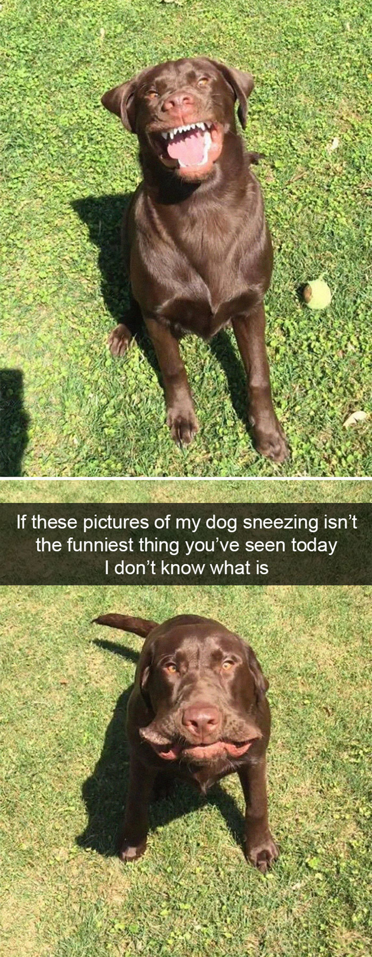 funny-dogs-snapchat-pics