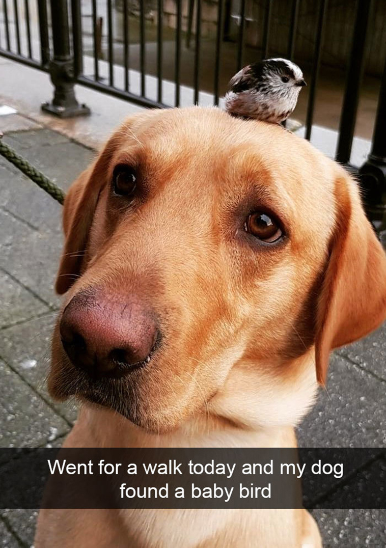 funny-dogs-snapchat-pics