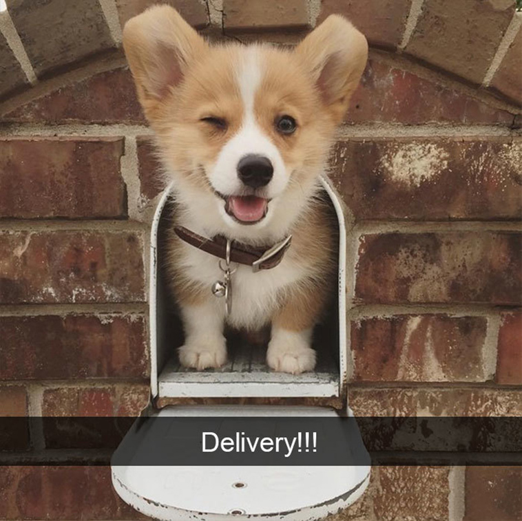 funny-dogs-snapchat-pics