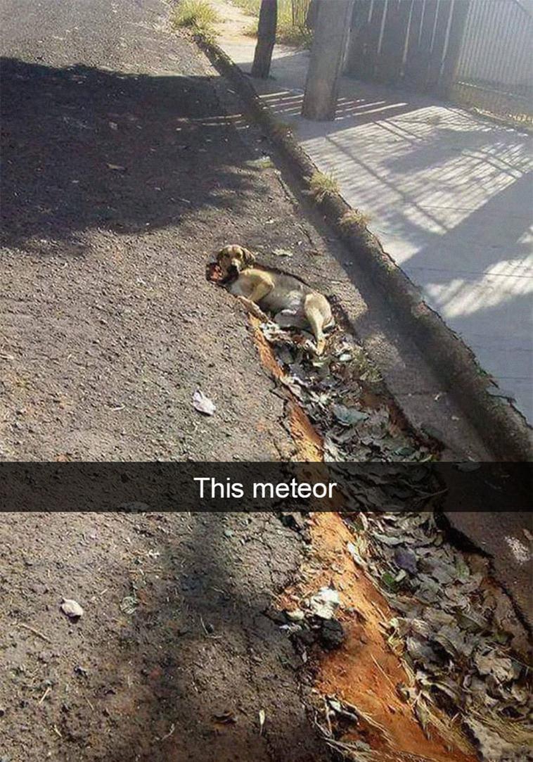 funny-dogs-snapchat-pics