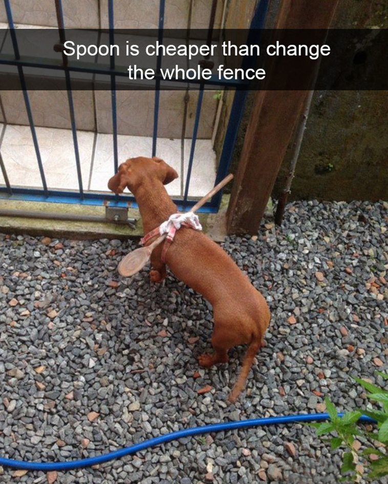 funny-dogs-snapchat-pics