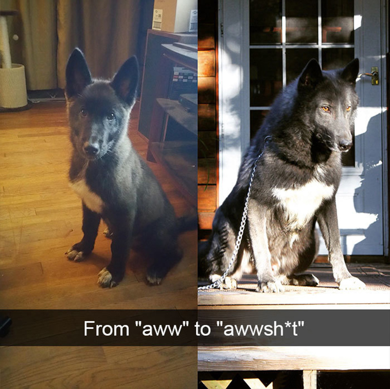 funny-dogs-snapchat-pics