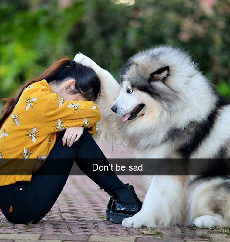 funny-dogs-snapchat-pics