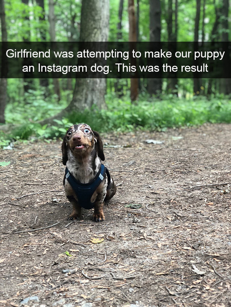 funny-dogs-snapchat-pics