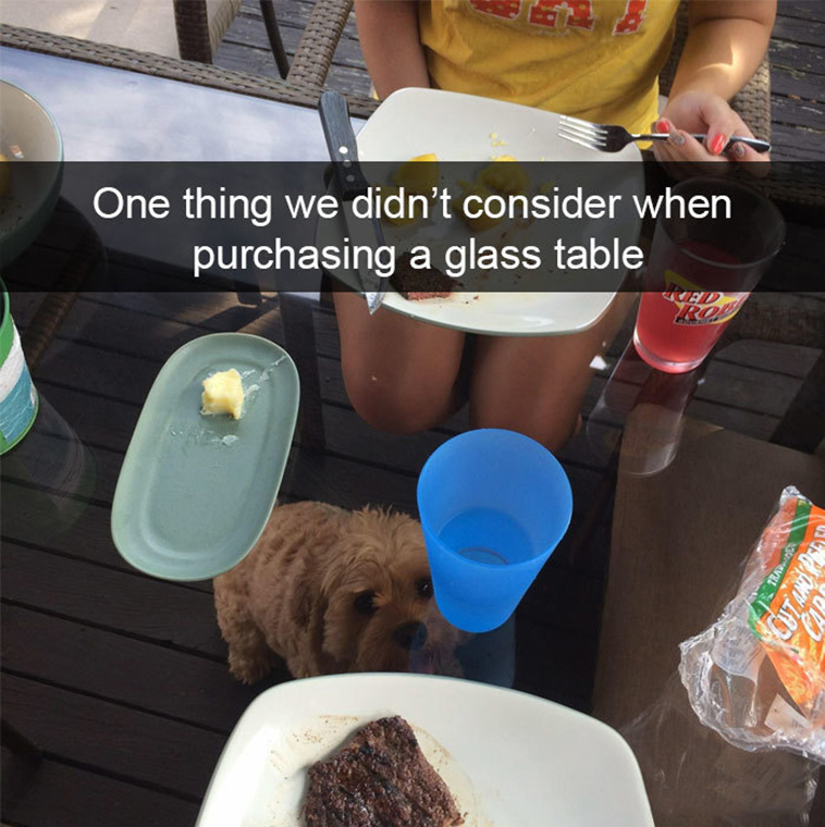 funny-dogs-snapchat-pics