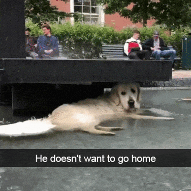 funny-dogs-snapchat-pics