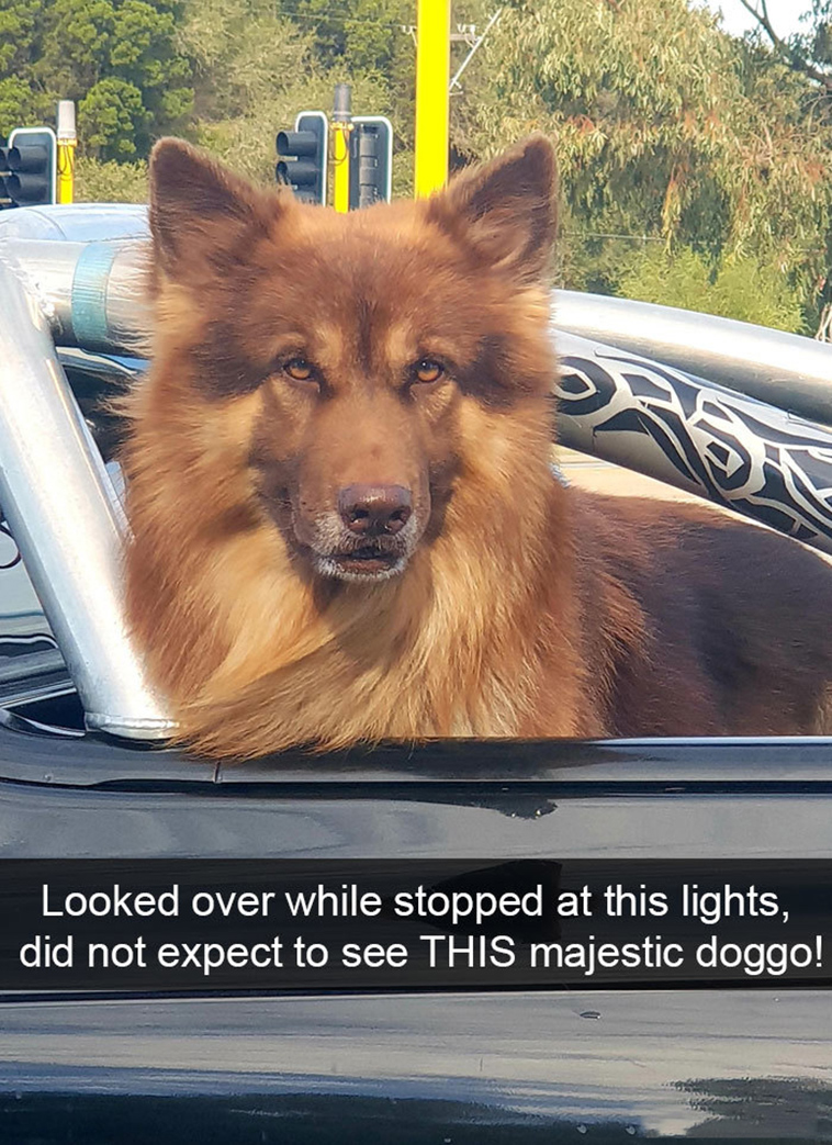 funny-dogs-snapchat-pics