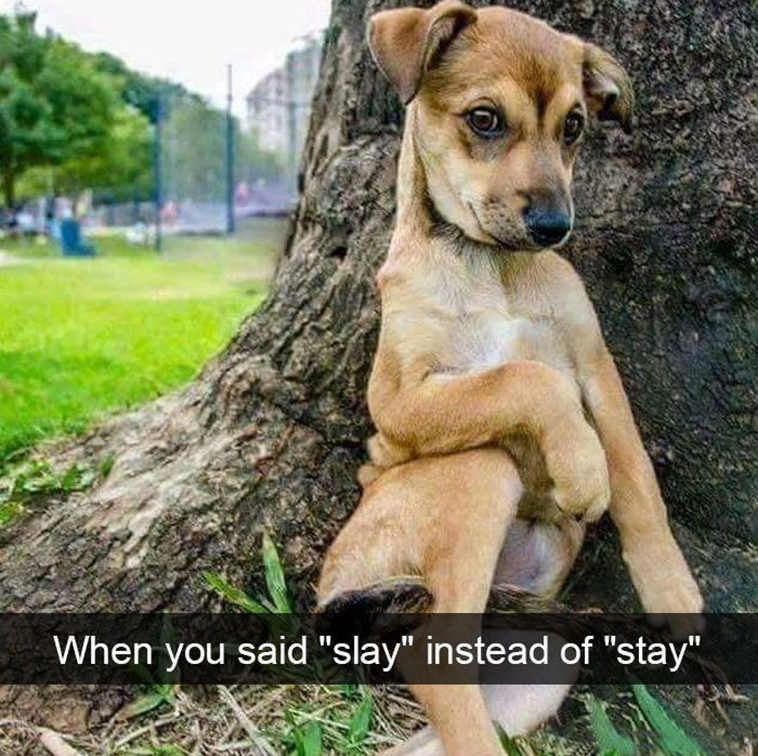 funny-dogs-snapchat-pics