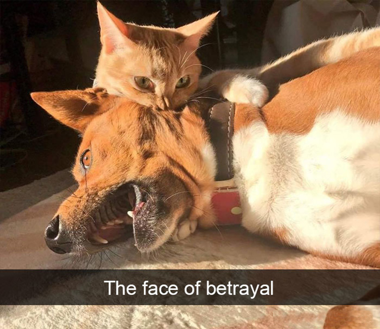funny-dogs-snapchat-pics