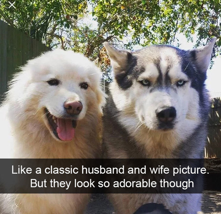 funny-dogs-snapchat-pics
