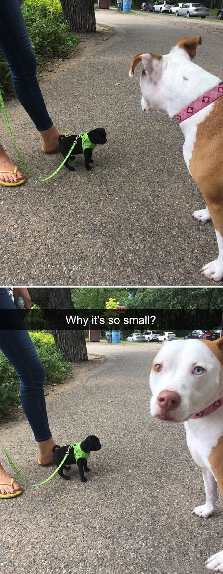 funny-dogs-snapchat-pics