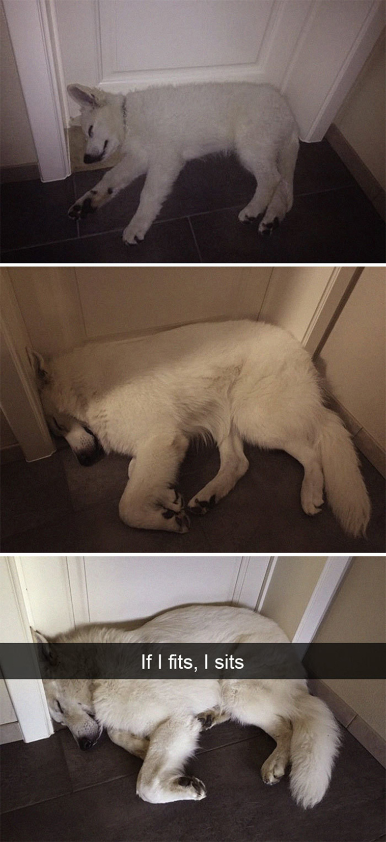 funny-dogs-snapchat-pics