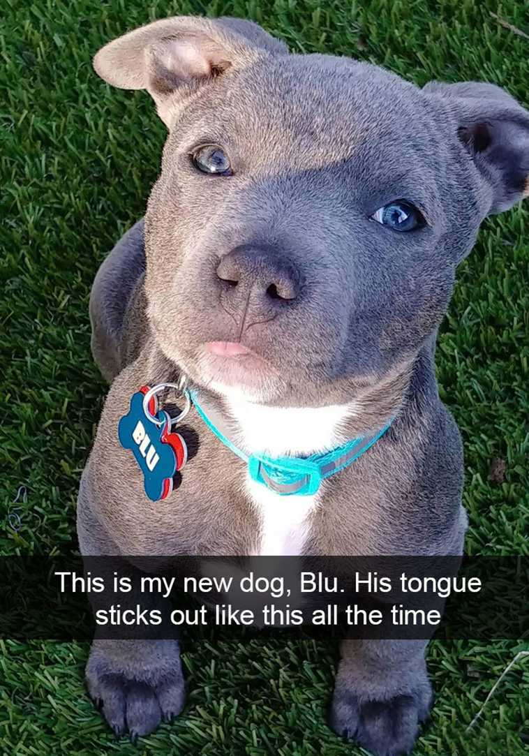 funny-dogs-snapchat-pics