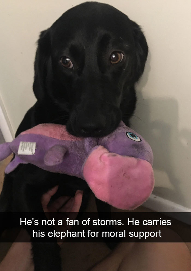 funny-dogs-snapchat-pics