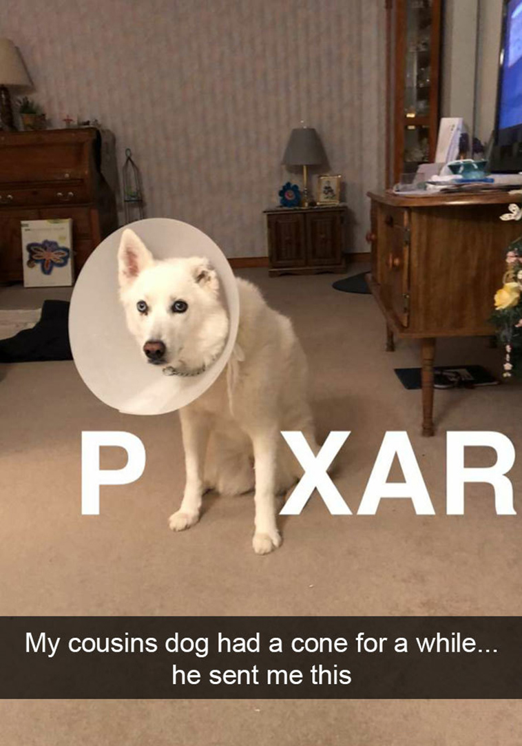 funny-dogs-snapchat-pics