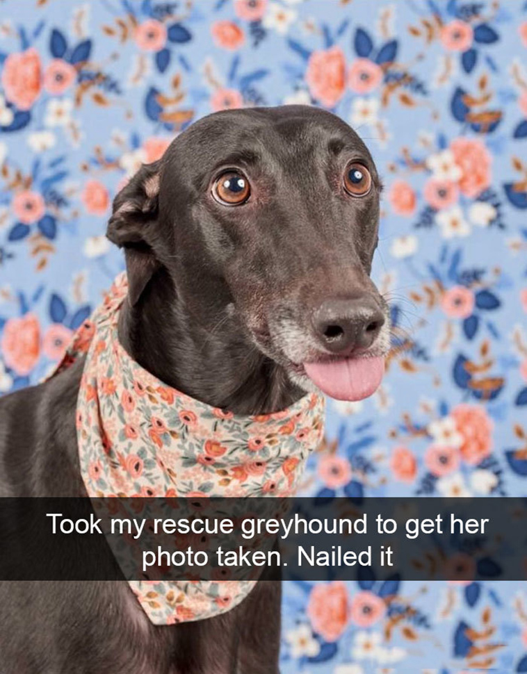 funny-dogs-snapchat-pics