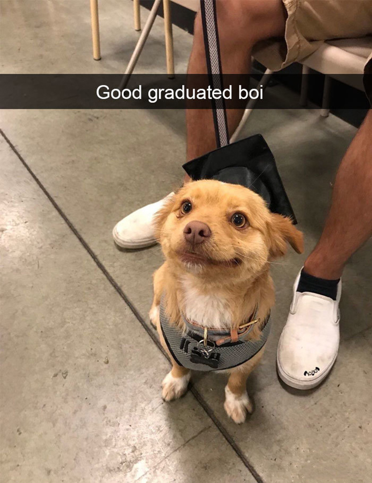 funny-dogs-snapchat-pics