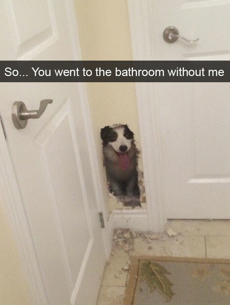 funny-dogs-snapchat-pics
