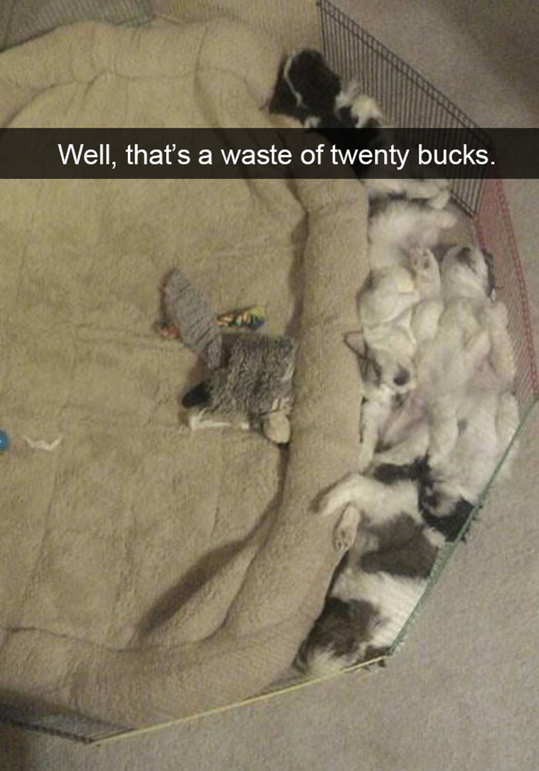 funny-dogs-snapchat-pics