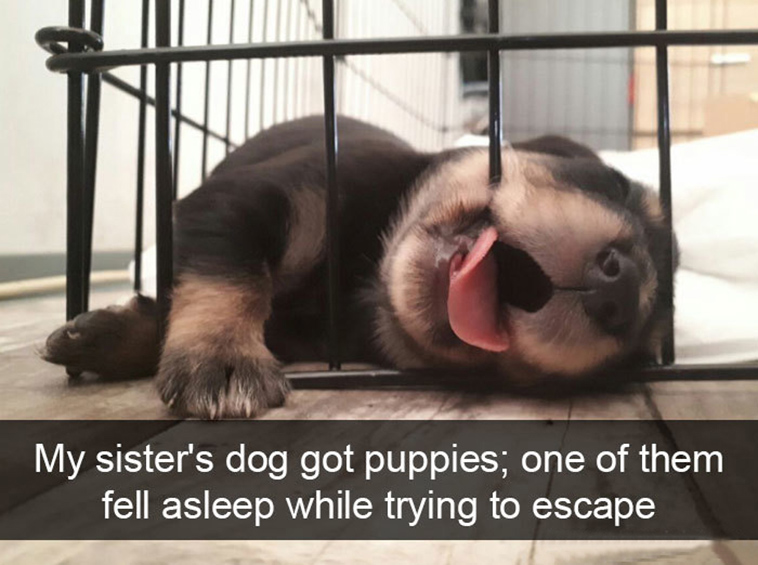 funny-dogs-snapchat-pics