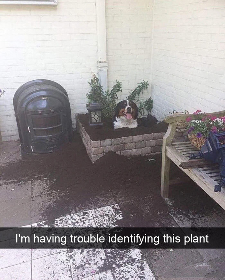 funny-dogs-snapchat-pics