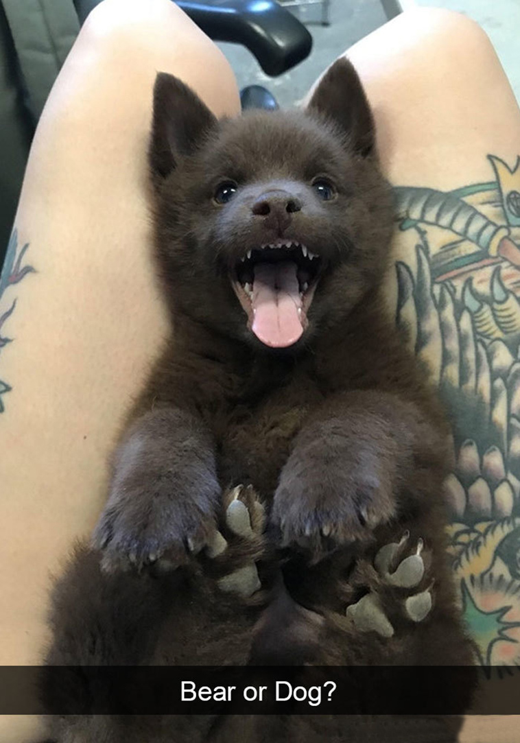 funny-dogs-snapchat-pics