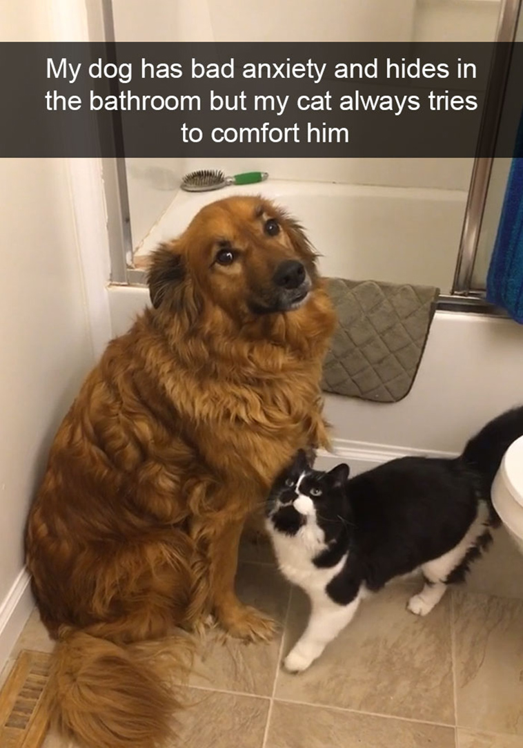 funny-dogs-snapchat-pics