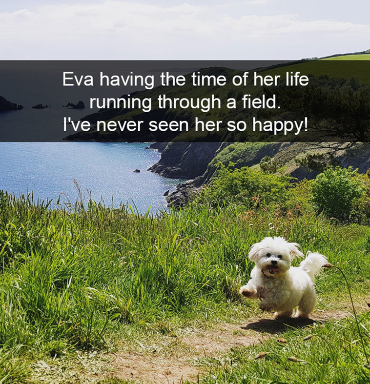 funny-dogs-snapchat-pics