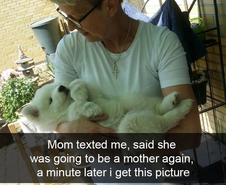 funny-dogs-snapchat-pics