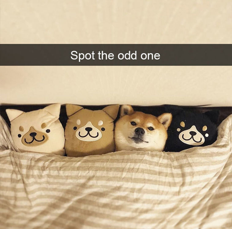 funny-dogs-snapchat-pics