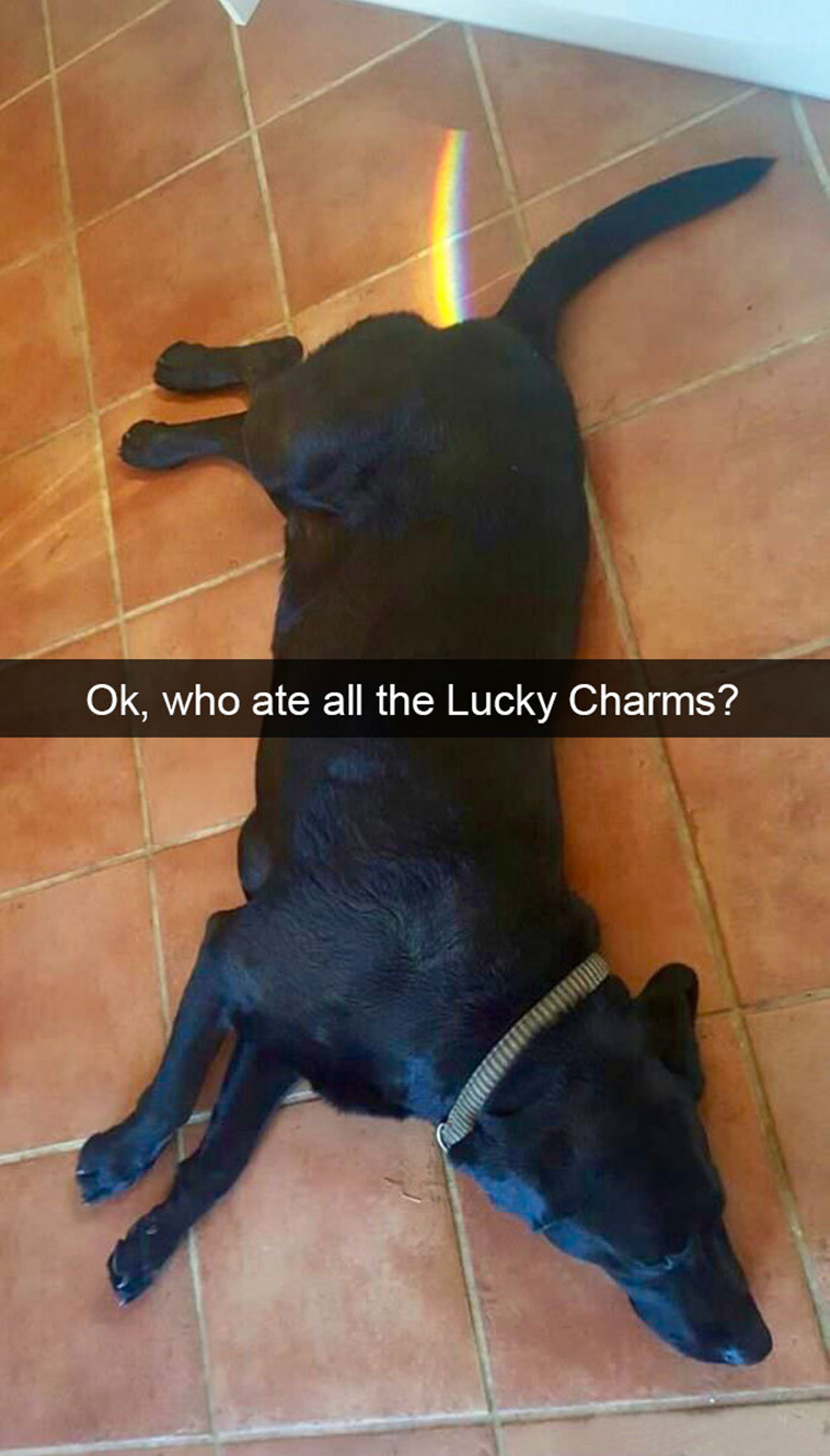 funny-dogs-snapchat-pics