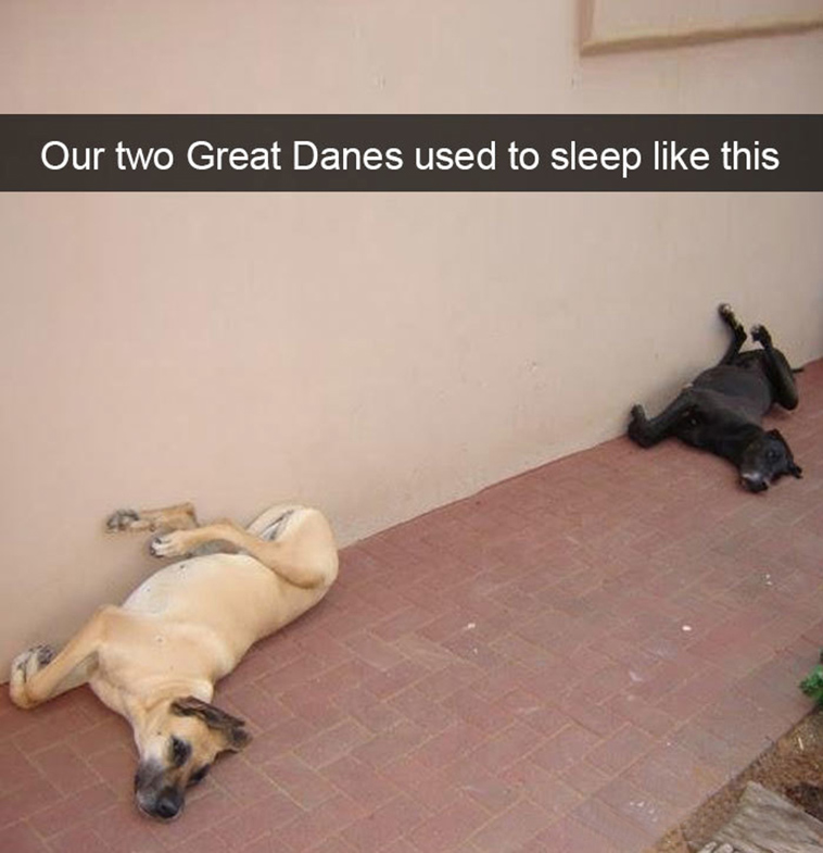funny-dogs-snapchat-pics