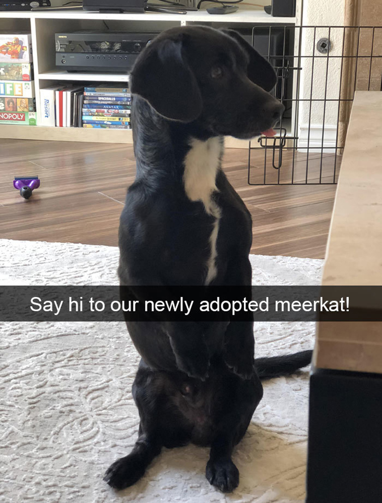 funny-dogs-snapchat-pics