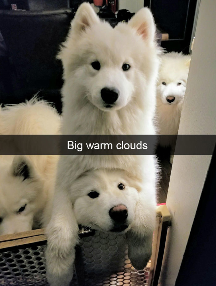 funny-dogs-snapchat-pics