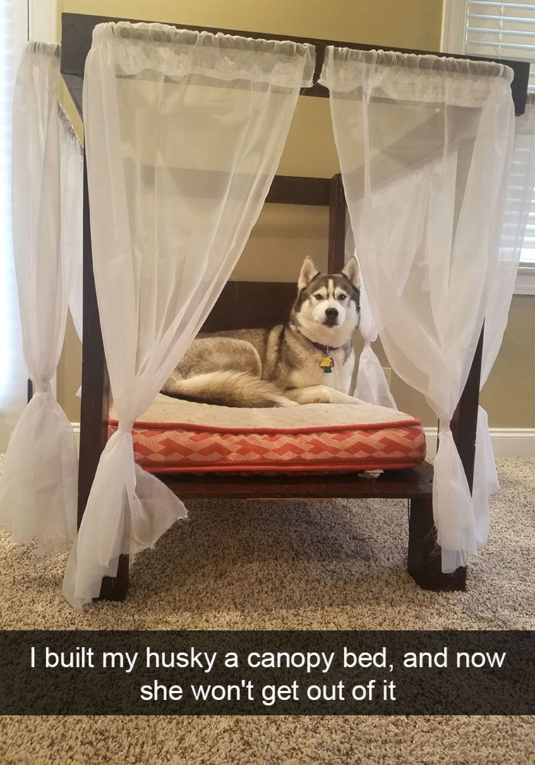 funny-dogs-snapchat-pics