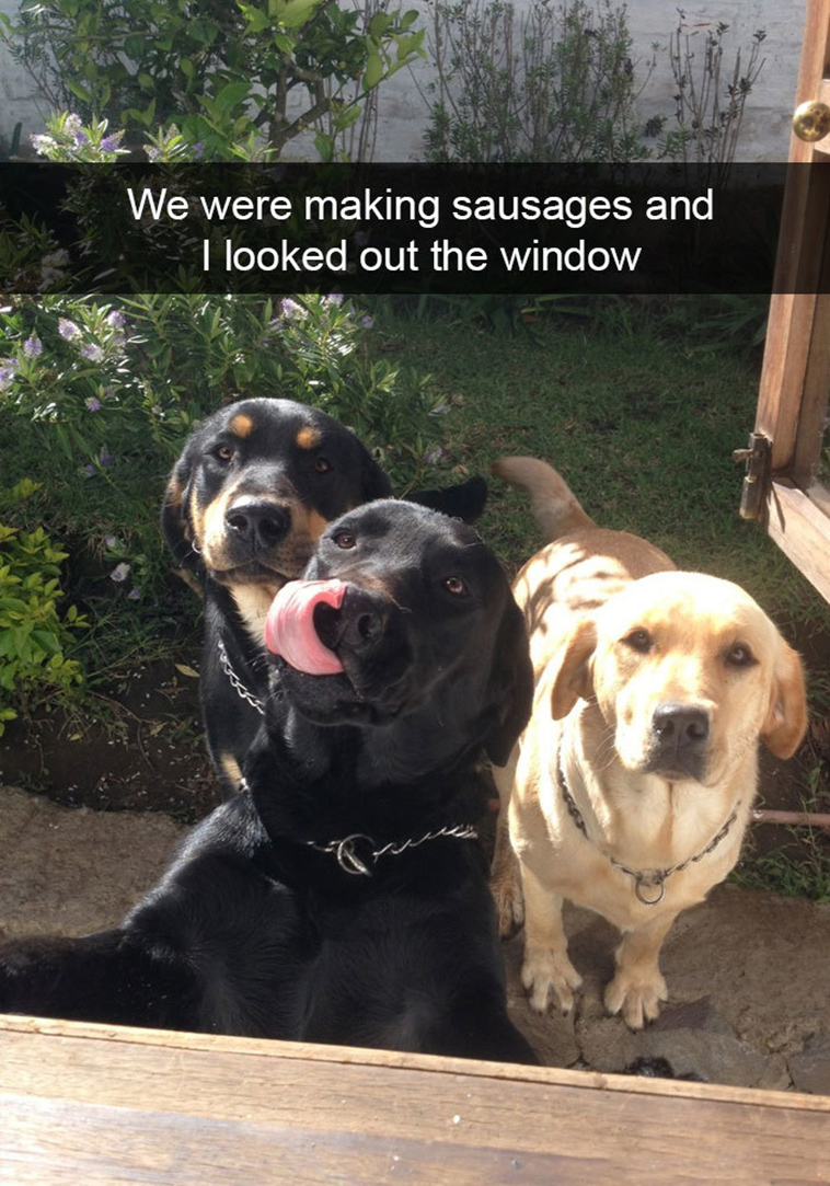 funny-dogs-snapchat-pics