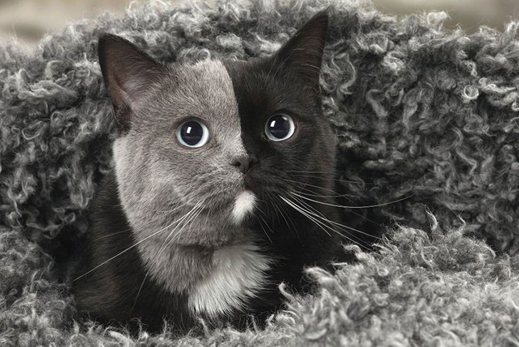 rare-double-faced-cat-Narnia