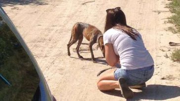 saves-dog-on-vacation
