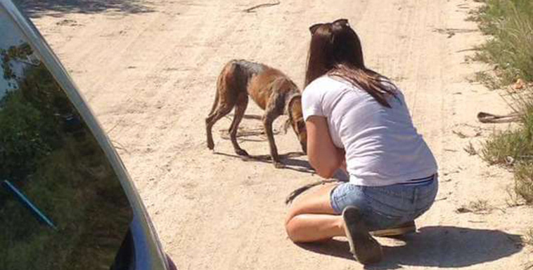 saves-dog-on-vacation