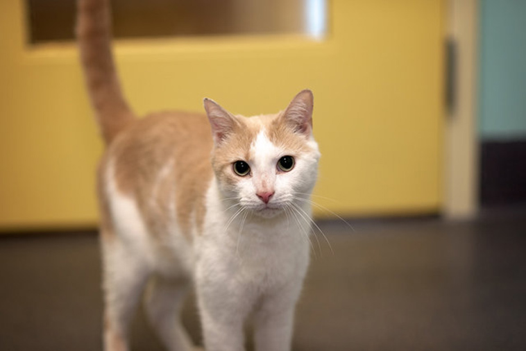 teen reads harry potter to blind shelter cat