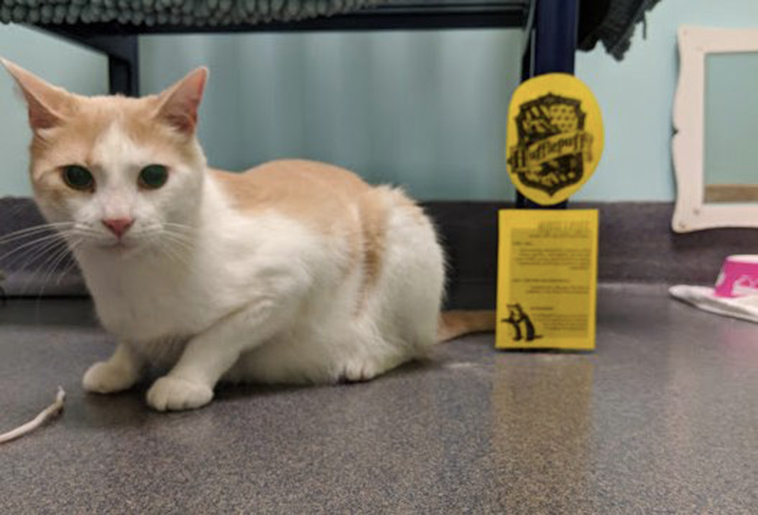 teen reads harry potter to blind shelter cat