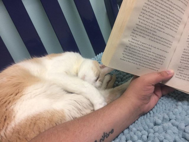 teen reads harry potter to blind shelter cat