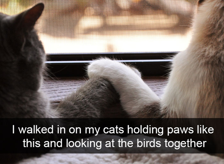 funny-animal-snapchats