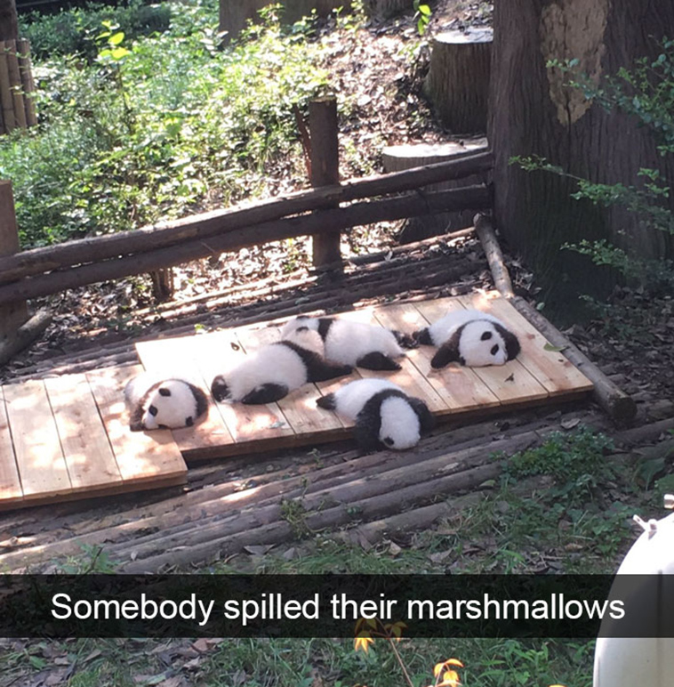 funny-animal-snapchats